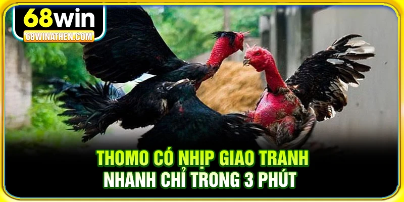 Thomo có nhịp giao tranh nhanh chỉ trong 3 phút 